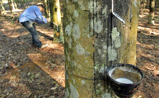 Cao su Đồng Phú (DPR) “thận trọng” với mục tiêu kinh doanh, tỷ lệ chia cổ tức năm nay