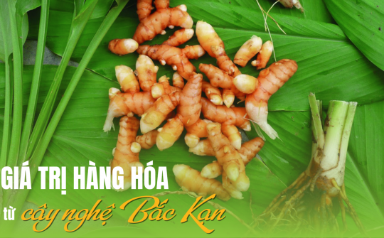 Giá trị hàng hóa từ cây nghệ Bắc Kạn