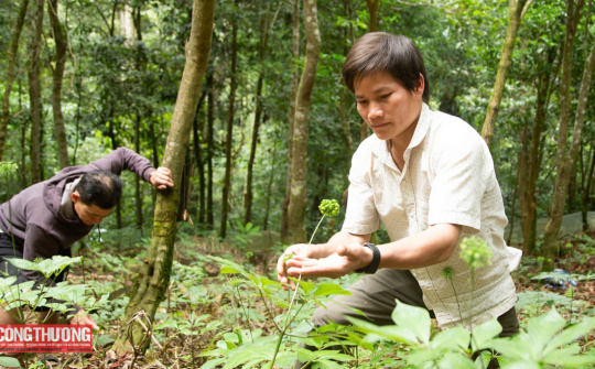 Quảng Nam chấp thuận chủ trương giao THACO khảo sát và lập dự án sản xuất, chế biến sâm Ngọc Linh