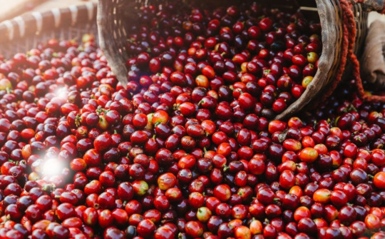 Giá cà phê hôm nay 28/6: Giá tăng nhẹ, kỳ vọng ổn định trong tuần tới