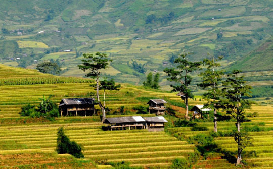 Thành lập Ban Chỉ đạo Trung ương các chương trình mục tiêu quốc gia giai đoạn 2021 - 2025