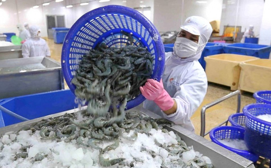 Dồn lực khép kín chuỗi giá trị, Thuỷ sản Minh Phú (MPC) kỳ vọng lãi nghìn tỷ năm nay
