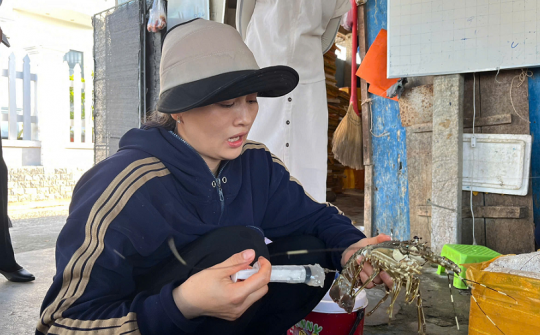 Phú Yên: Bơm thạch rau câu vào tôm hùm chết để lừa người tiêu dùng