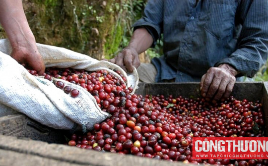 Giá cà phê hôm nay 14/7: Giá thế giới giảm mạnh do nguồn cung gia tăng