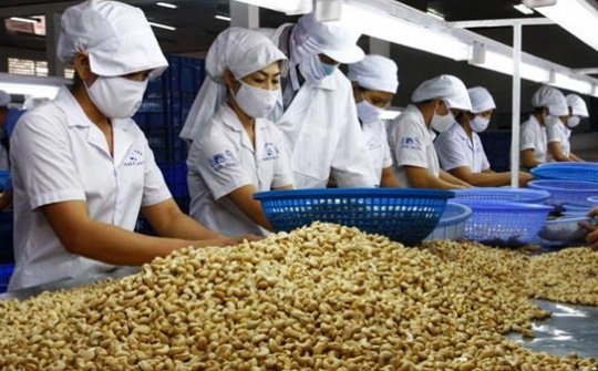 Hoa Kỳ tăng nhập khẩu hạt điều cao cấp, mở rộng nguồn cung ngoài châu Á