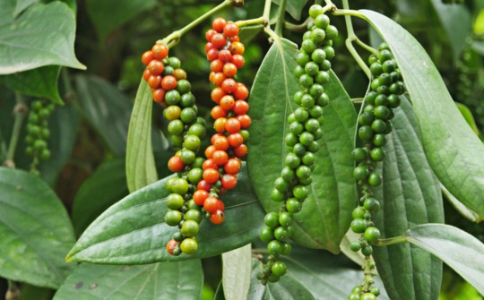 Giá tiêu hôm nay 19/7: Thị trường thế giới chờ tín hiệu mới