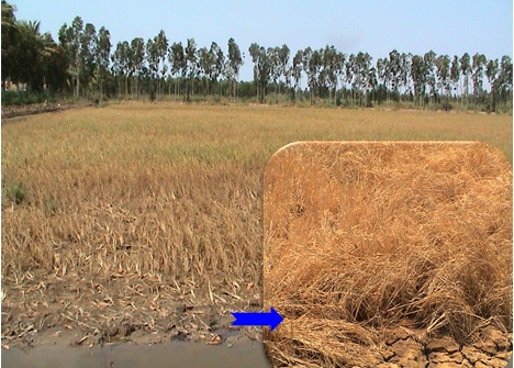 Làm thế nào để cải thiện sức khỏe đất tại Đồng bằng sông Cửu Long