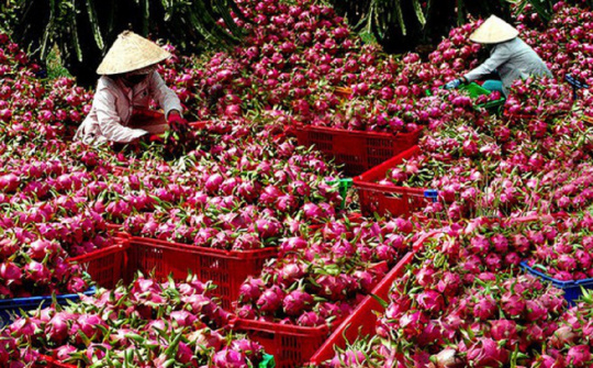 Gỡ vướng cho thanh long, hồ tiêu xuất khẩu