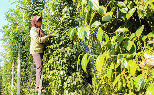 Giá tiêu hôm nay 26/7: Nửa cuối năm dự báo khởi sắc do nhu cầu dồn nén được giải tỏa