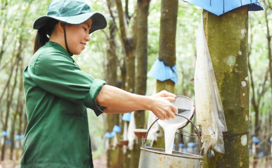 Cao su Việt Nam (GVR): Hưởng lợi kép từ giá cao su neo cao và phát triển khu công nghiệp