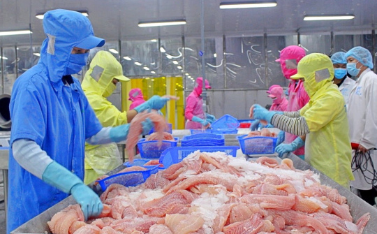 Đa Quốc Gia IDI: Giá xuất khẩu cá tra tăng, báo lãi quý 2/2025 tăng 83%