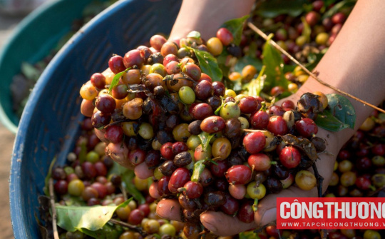 Giá cà phê hôm nay 4/7: Robusta phục hồi, Arabica tiếp tục giảm