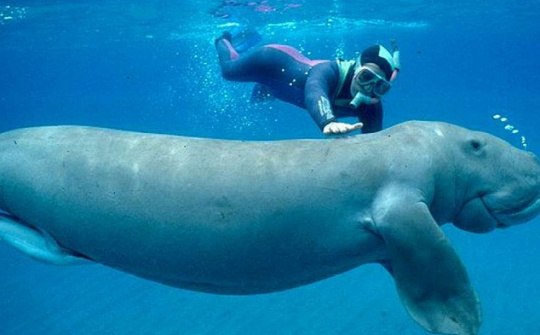 Thực tiễn thực hiện các điều ước quốc tế về bảo tồn đa dạng sinh học biển tại Việt Nam