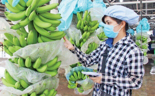Giá chuối neo cao, Hoàng Anh Gia Lai (HAG) kỳ vọng lãi 2.500 tỷ đồng năm nay