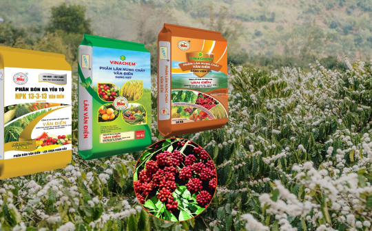 Phân bón Văn Điển - Giải pháp dinh dưỡng bền vững cho cây trồng ở Tây Nguyên