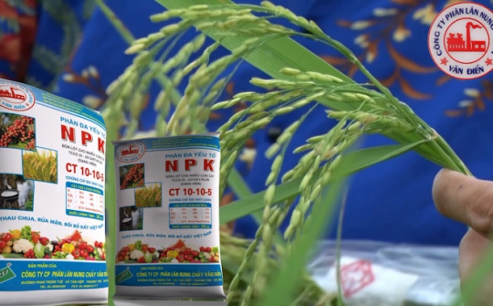 Nâng cao năng suất, giảm chi phí: Giải pháp bón phân NPK Văn Điển cho lúa vụ mùa 2025