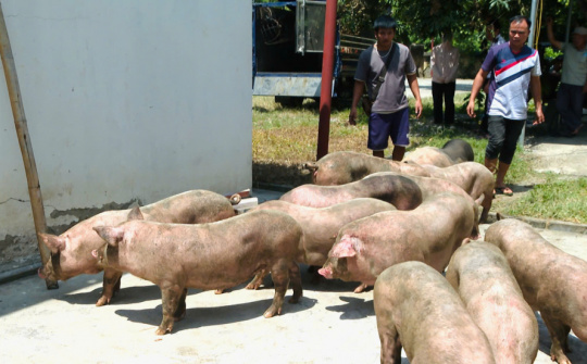 Cao Bằng bắt giữ nhiều xe chở lợn không rõ nguồn gốc, tiềm ẩn nguy cơ dịch bệnh