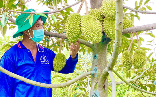 Đa Mi - La Dạ: Khi “tiểu Vịnh Hạ Long” gặp mùa vàng sầu riêng