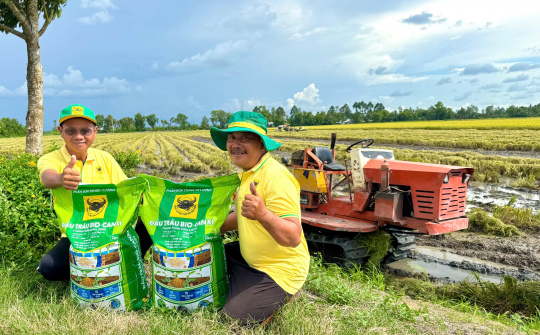 Đầu Trâu Bio-Canxi: Một giải pháp phân bón mới cho canh tác lúa gạo bền vững và giảm phát thải