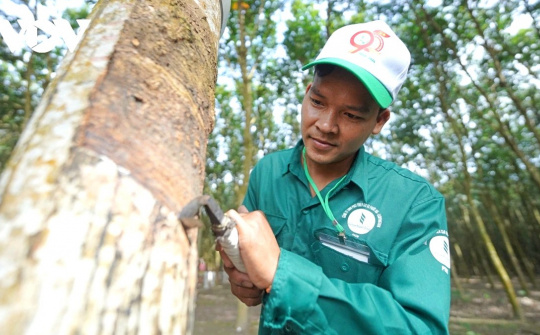 Giá cao su tăng cao, Cao su Việt Nam (GVR) báo lãi nửa đầu năm tăng 82%