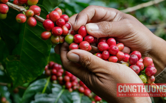 Giá cà phê hôm nay 29/8: Vượt mốc 123.000 đồng/kg, giá có thể tiếp tục neo cao