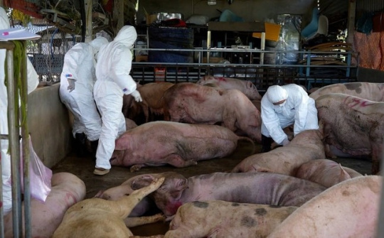 Hà Nội: Tăng tốc dập dịch tả lợn châu Phi và đảm bảo nguồn cung thịt lợn ổn định