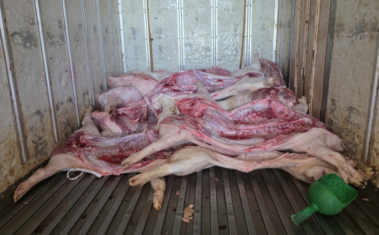 Phát hiện hơn 4 tấn thịt heo nhiễm dịch tả lợn châu Phi chuẩn bị đưa đi tiêu thụ