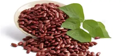 Khảo sát sự biến đổi thành phần dinh dưỡng của hạt đậu đỏ sau khi nảy mầm