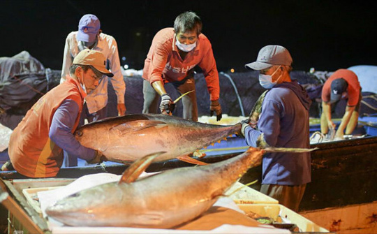 Xuất khẩu cá ngừ chững lại, Thủ tướng chỉ đạo khẩn trương gỡ khó