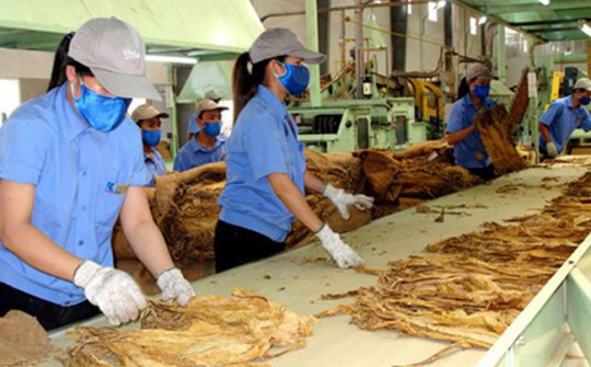 Dự kiến lượng hạn ngạch thuế quan nhập khẩu thuốc lá nguyên liệu năm 2026 là 79.199 tấn