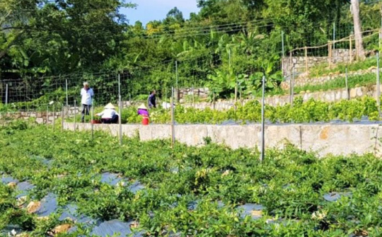 Phát triển chuỗi giá trị dược liệu phường Tịnh Biên, tỉnh An Giang: thực trạng và giải pháp