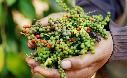 Giá tiêu hôm nay 29/9: Giá duy trì mức cao nhưng khó tăng mạnh trong ngắn hạn