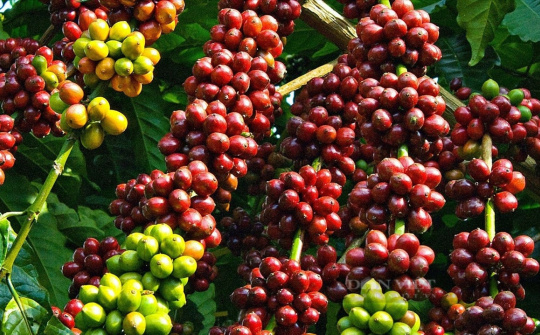 Giá cà phê hôm nay 5/1: Trong nước duy trì ở mức cao