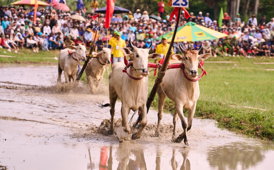 Bình Điền: 5 năm đồng hành cùng di sản Đua bò Bảy Núi