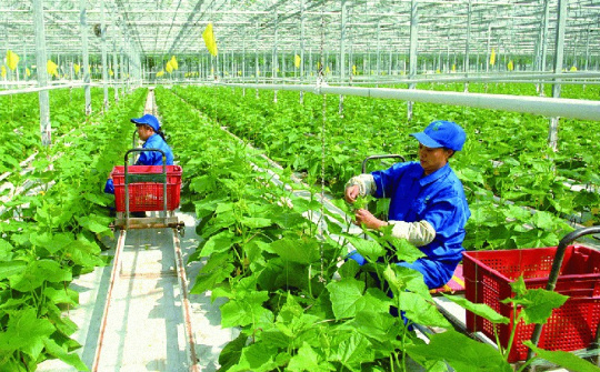 Cơ chế phát triển sản xuất liên kết theo chuỗi giá trị
