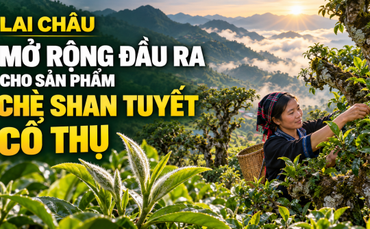 Lai Châu: Mở rộng đầu ra cho sản phẩm chè Shan tuyết cổ thụ