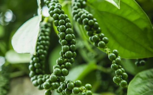 Giá tiêu hôm nay 4/2: Thị trường thế giới neo ở vùng giá cao