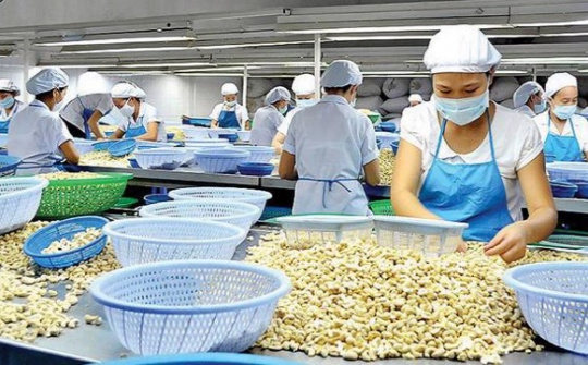 Các yêu cầu bắt buộc khi nhập khẩu hạt điều vào thị trường Bắc Âu