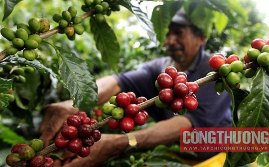 Giá cà phê hôm nay 23/3: Trong nước phục hồi mạnh