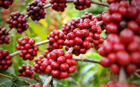 Giá cà phê hôm nay 9/3: Xuất khẩu toàn cầu tăng mạnh đầu niên vụ, Robusta tiếp tục bứt phá
