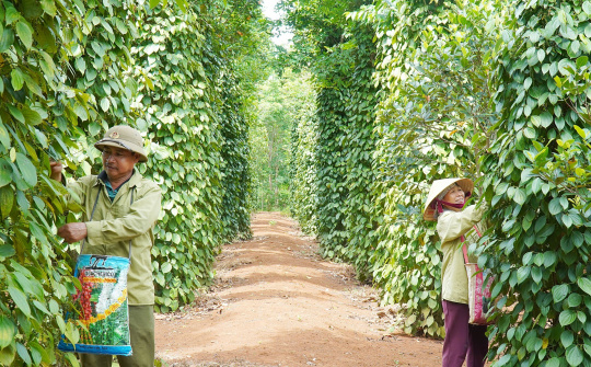 Giá tiêu hôm nay 10/4: Neo cao giữa cao điểm thu hoạch