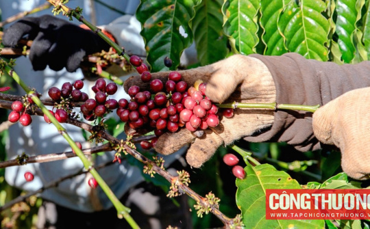 Giá cà phê hôm nay 10/4: Thị trường hạ nhiệt, giao dịch thận trọng trở lại