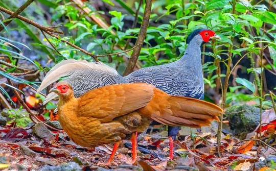 Các biện pháp xử lý vật chứng là động vật hoang dã theo pháp luật tố tụng hình sự Việt Nam