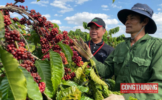 Giá cà phê hôm nay 25/4: Quay đầu giảm sau hai phiên tăng nóng, áp lực chốt lời gia tăng