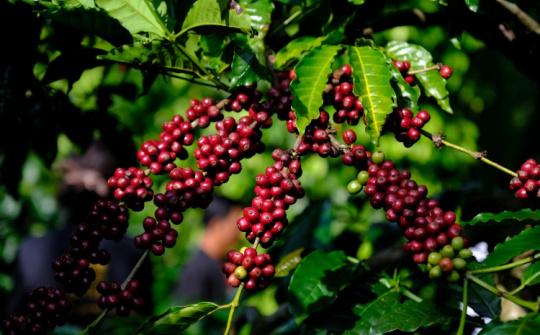 Giá cà phê hôm nay 4/4: Mất mốc 90.000 đồng/kg