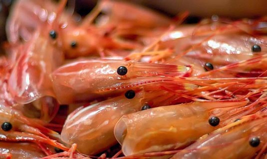 Nghiên cứu khả năng tổng hợp vật liệu sinh học chitin từ đầu tôm, vỏ tôm