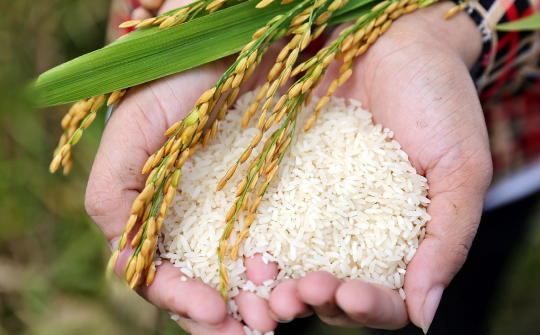 Philippines khởi xướng điều tra sơ bộ tự vệ với gạo nhập khẩu