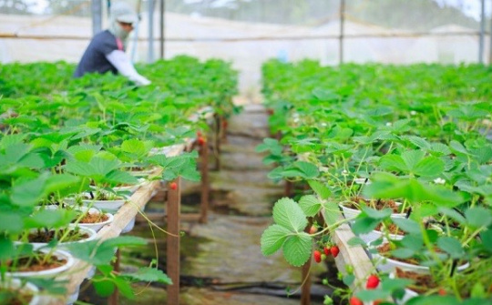 Kinh nghiệm phát triển công cụ tín dụng xanh và lộ trình hoàn thiện tại Việt Nam