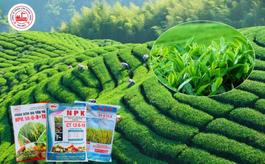 Phân bón Văn Điển: Giải pháp dinh dưỡng phù hợp cho cây chè đồi