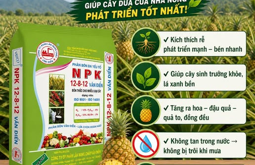 Lân Văn Điển hỗ trợ cây dứa bén rễ nhanh, sinh trưởng ổn định trong mùa mưa